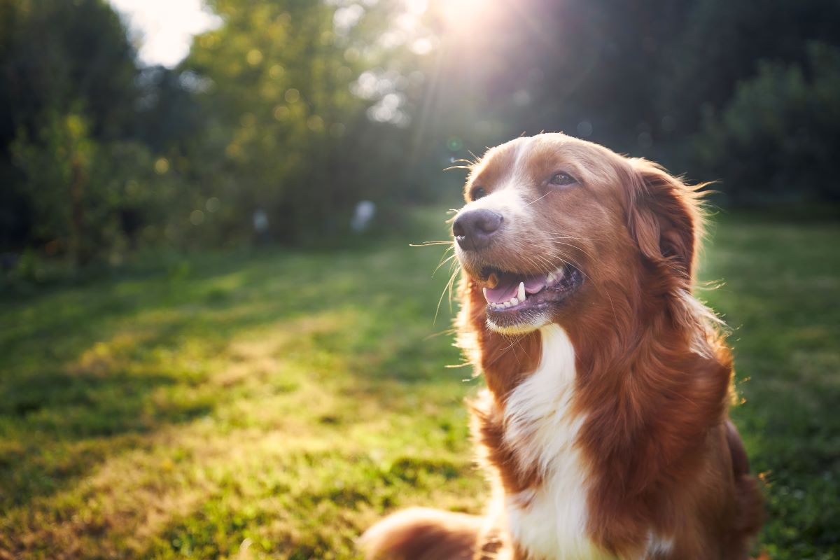 Hund vermisst Bautzen — So finden Sie ihn schnell
