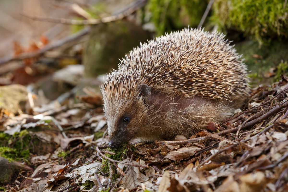 Igel im Garten: So helfen Sie richtig in Bautzen