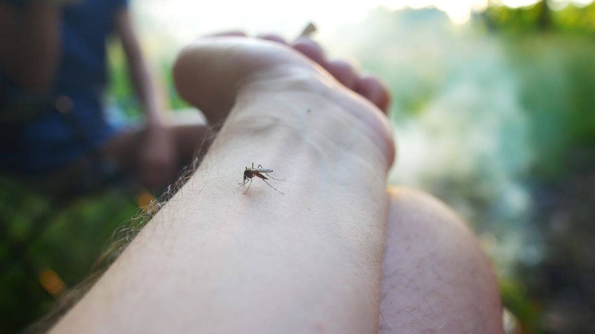 Insektenstiche in Bautzen: Erste Hilfe, Vorsicht und bewährt