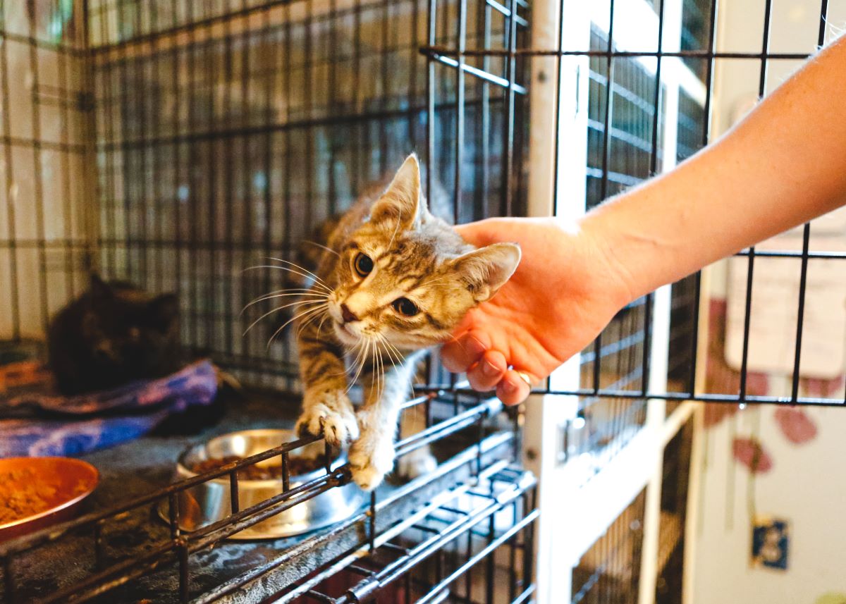 Katze mikrochippen in Bautzen — Warum es wichtig ist