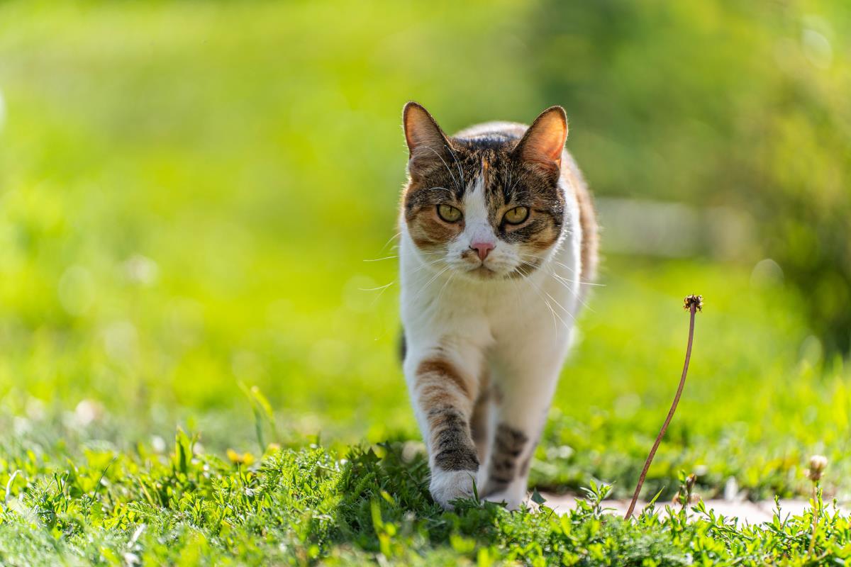 Katze freilaufend in Bautzen – Das sollten Sie über Ihre Rec