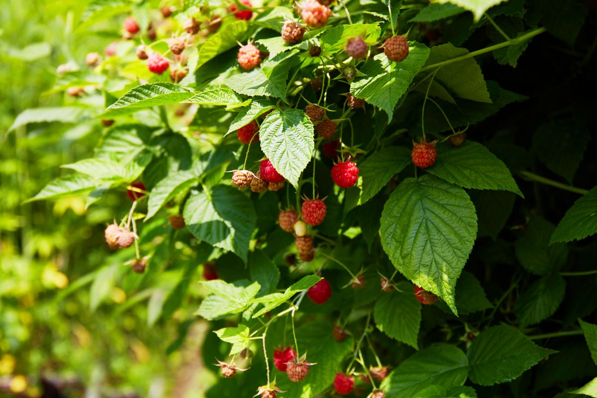 Streuobstwiese mit Hecke einfrieden — was geht? Ein Ratgeber