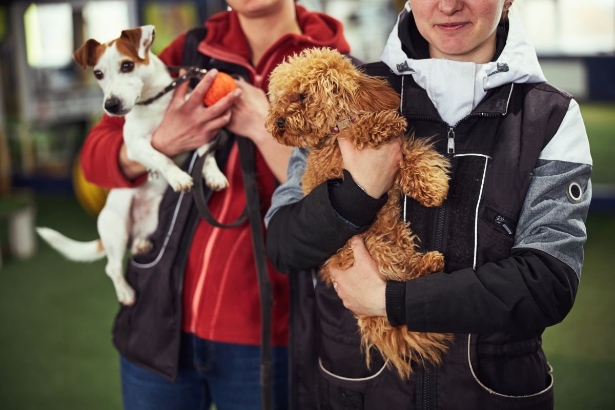 Tierheim Adoption in Bautzen – Ratgeber & Tipps